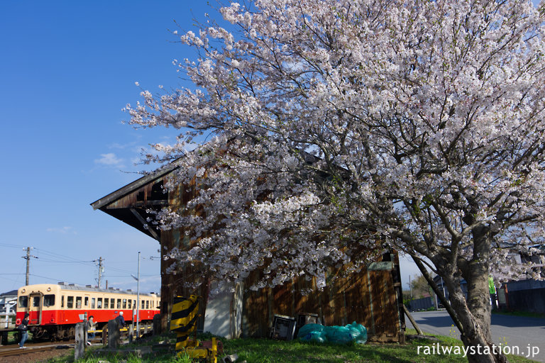 小湊鉄道・海土有木駅、側線ホーム跡倉庫前の桜