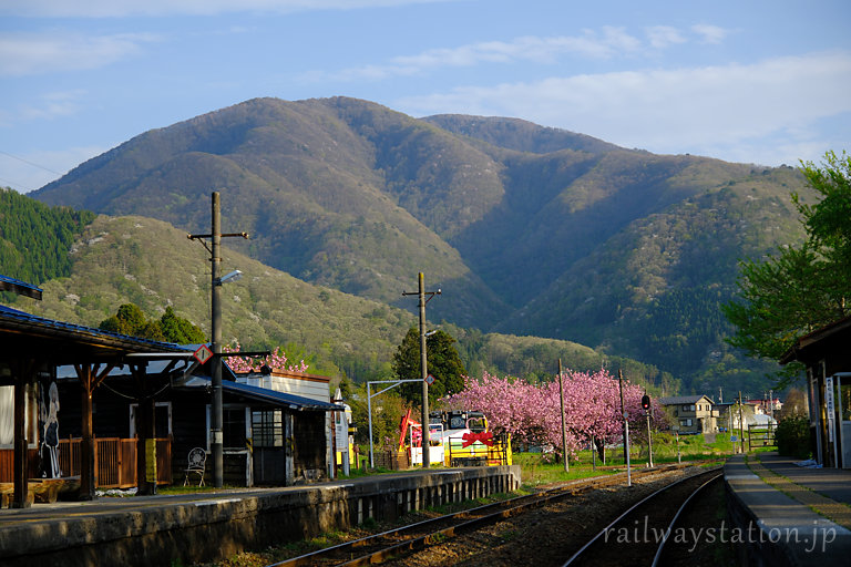 会津鉄道、夕陽浴びる芦ノ牧温泉駅構内、八重桜が満開