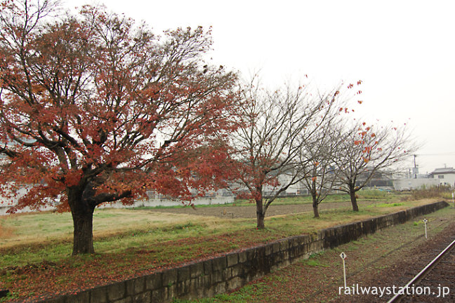 北条鉄道・法華口駅、色付いた紅葉が印象的な廃ホーム