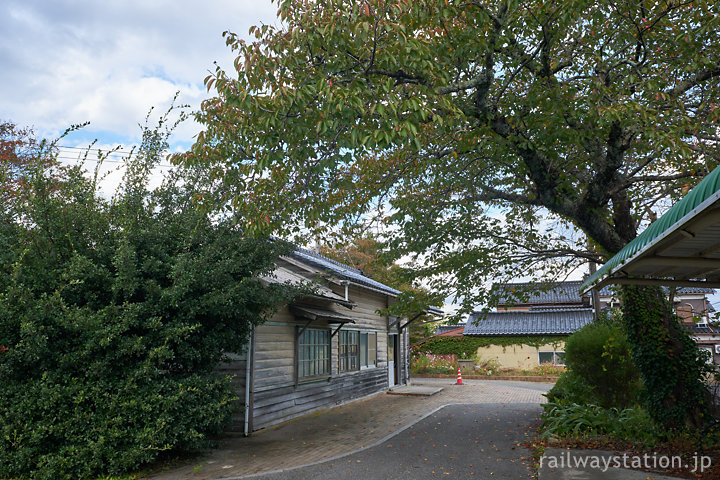 のと鉄道七尾線・西岸駅、駅構内の桜の大木