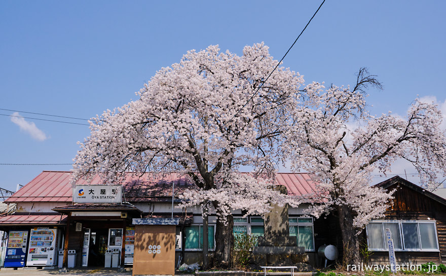 しなの鉄道大屋駅、間もなく取り壊される木造駅舎と満開の桜