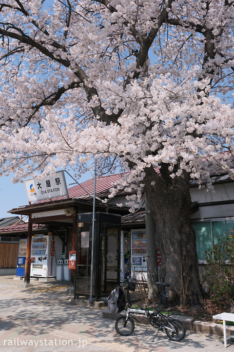 しなの鉄道・大屋駅、満開の桜と折りたたみ自転車・DahonK3