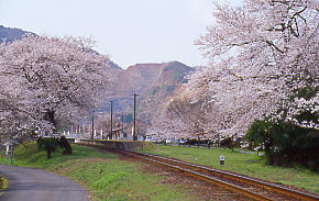 桜満開の樽見鉄道沿線、桜の名駅・谷汲口駅