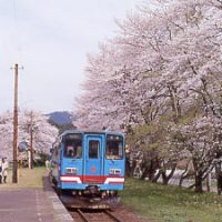 岐阜県揖斐川町、樽見鉄道、桜咲く谷汲口駅