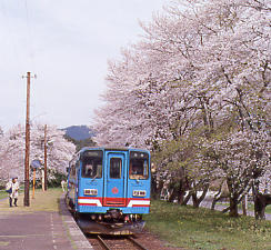 岐阜県揖斐川町、樽見鉄道、桜散る谷汲口駅