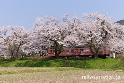 桜咲く谷汲口駅構内で静態保存されている国鉄旧型客車