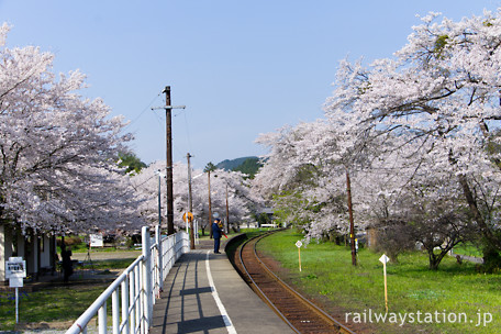 樽見鉄道・谷汲口駅、春は桜の園となる駅構内