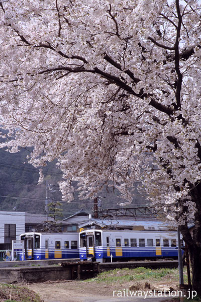 えちぜん鉄道・勝山永平寺線・永平寺口駅、列車と満開の桜