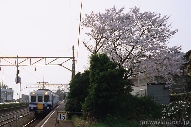 えちぜん鉄道、三国線の終点・三国港駅ホームと桜