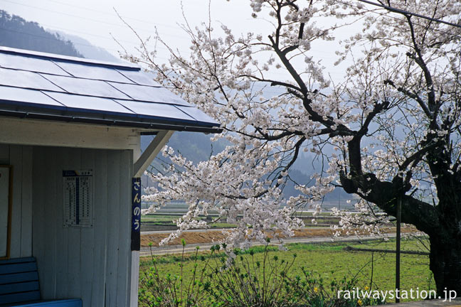 えちぜん鉄道・勝山永平寺線・永平寺口駅、見事な枝ぶりの桜