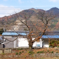 えちぜん鉄道、秋深まる山王駅