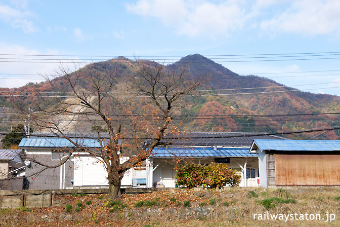 えちぜん鉄道、秋深まる山王駅、枝ぶりが印象的な桜の木