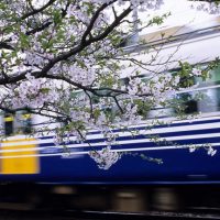 えちぜん鉄道・三国線、鷲塚針原駅、桜と走り去る列車