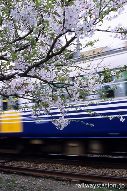 えちぜん鉄道・三国線、鷲塚針原駅、桜と走り去る列車
