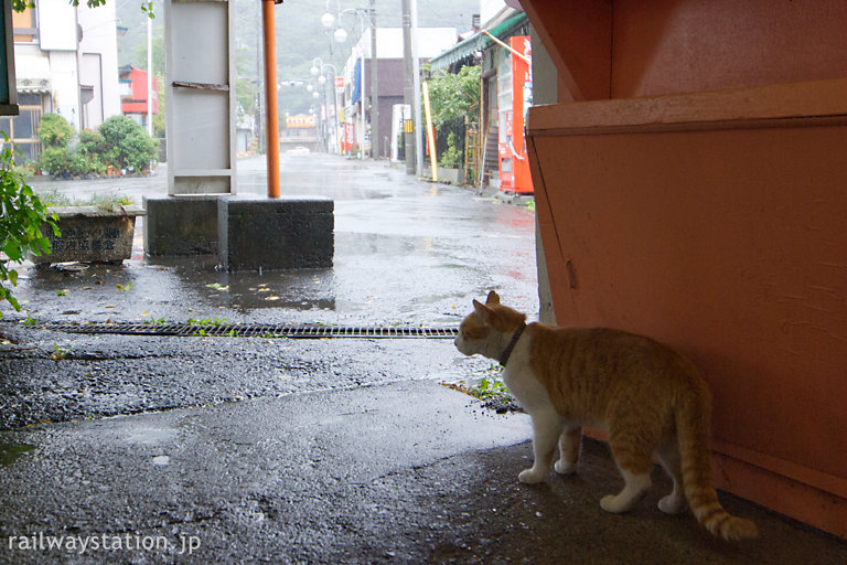 富士急行・谷村町駅、雨が降り退屈そうな駅猫