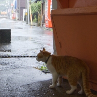 富士急行大月線、雨の谷村町駅