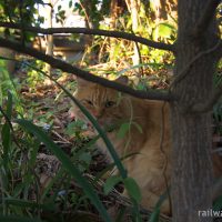 駅猫の誘惑～駅巡りの旅で出会った猫たち…～