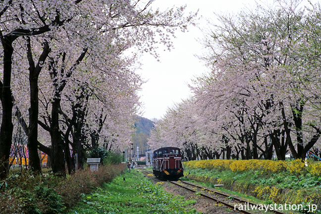 小坂精錬・小坂駅近く沿線の桜並木