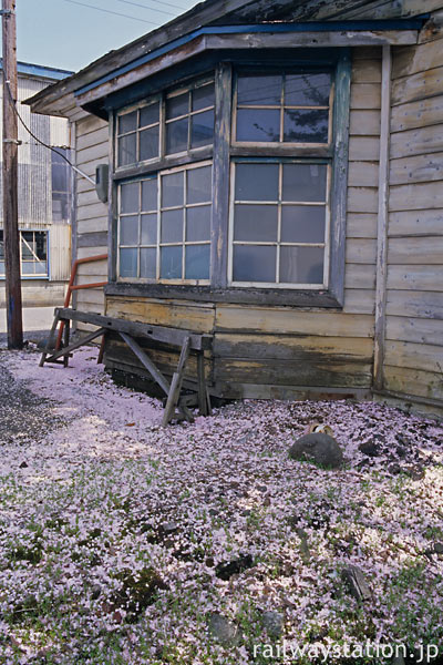 小坂精錬・小坂駅構内の建物の散った桜