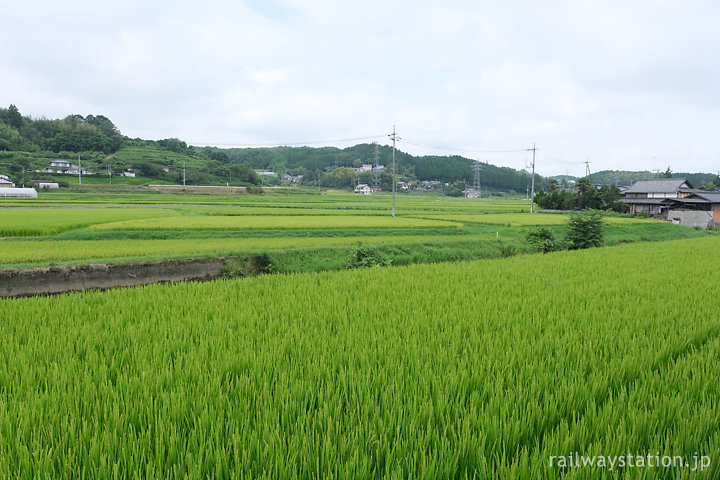 久米南町の風景、夏、国道52号線沿いの青々しい水田