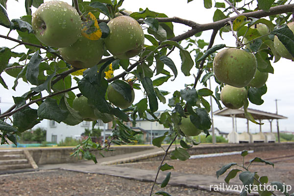 JR五能線・藤崎駅、広い構内跡の片隅に植えられたリンゴ