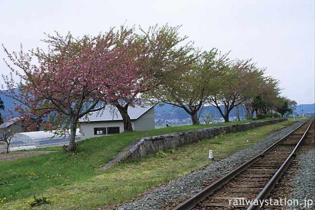 JR花輪線・八幡平駅、廃プラットホームの桜並木