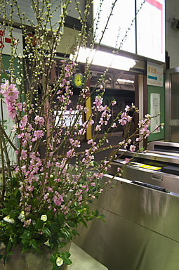 JR両毛線・伊勢崎駅改札口に飾られた早咲きの桜