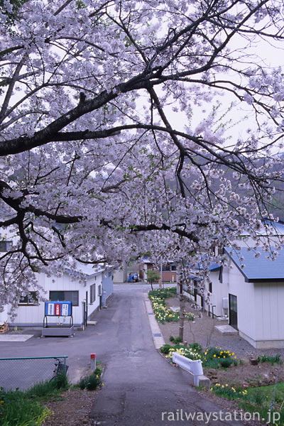 JR花輪線・小屋の畑駅、門のように咲く桜