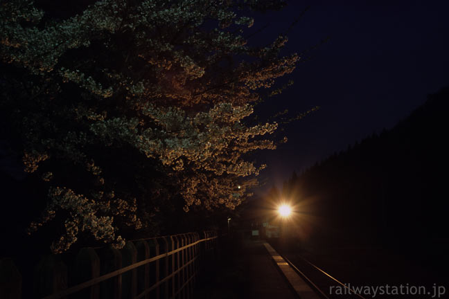 JR花輪線・小屋の畑駅、列車のライトに照らし出された夜桜