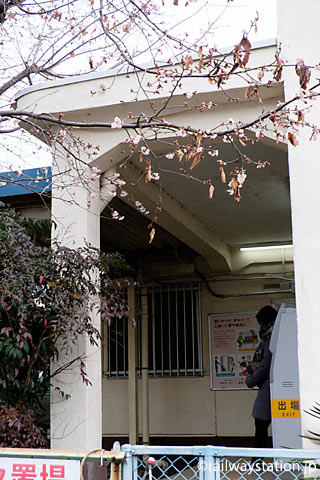 JR相模線・倉見駅、ぼころびはじめた早咲きの桜