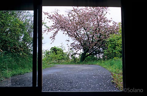 山形県遊佐町、桜咲き春の風情溢れる秘境駅、羽越本線・女鹿駅