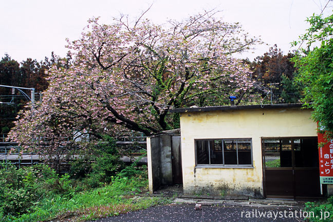 羽越本線の秘境駅・女鹿駅、満開の八重桜と粗末な駅舎