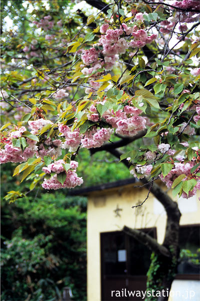 JR羽越本線の秘境駅、女鹿駅に咲く桜