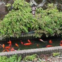 JR東日本・田端駅、金魚や鯉が泳ぐ鑑賞池