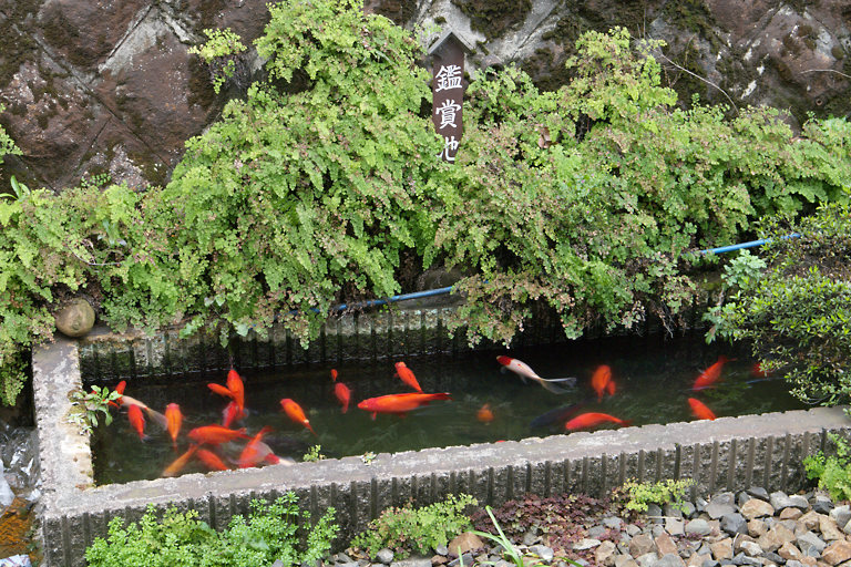 JR東日本・田端駅、金魚や鯉が泳ぐ鑑賞池