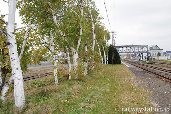 JR北海道・富良野線・美瑛駅、ホーム上の白樺並木