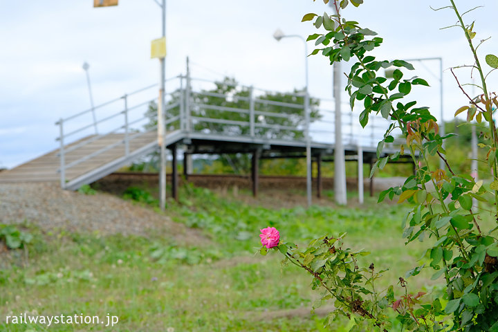 宗谷本線・日進駅に咲く薔薇の花