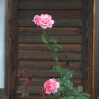 JR日豊本線・豊前松江駅、駅舎前で咲く薔薇