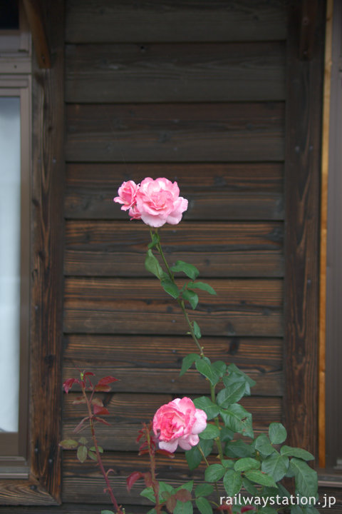 JR日豊本線・豊前松江駅、駅舎前で咲く薔薇