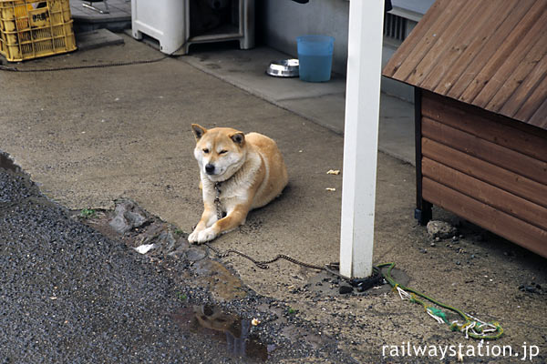 筑肥線・肥前長野駅前の飼い犬