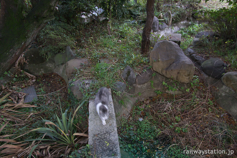 JR九州・日田彦山線、石原町駅の枯池で遊ぶ駅猫