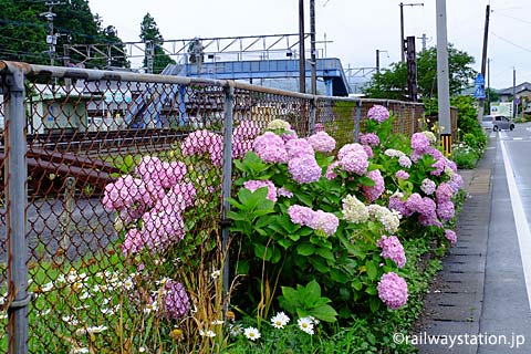 JR佐世保線・三間坂駅、駅片隅に咲く紫陽花