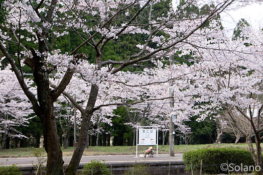 熊本県人吉市にあるJR肥薩線・大畑駅、桜が満開