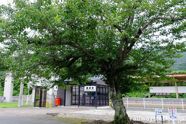 JR筑肥線・鹿家駅、旧駅舎時代からの桜の木と新しい簡易駅舎