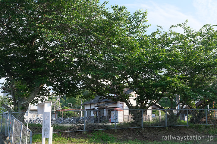 JR予讃線・伊予桜井駅の桜の木々