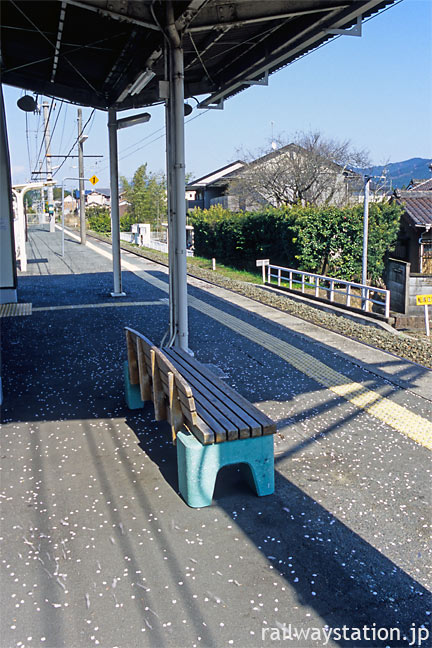 JR飯田線・茶臼山駅、ホームに散り落ちた桜の花びら