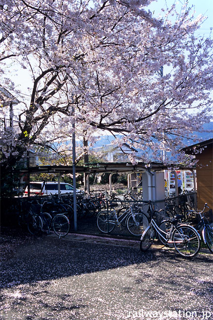 JR飯田線・茶臼山駅、桜で彩られる自転車置場