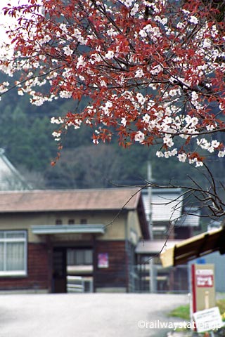 三重県のローカル線・名松線の伊勢奥津駅、駅前の桜と木造駅舎