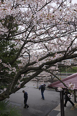 武豊線・亀崎駅の桜の下を通る乗降客