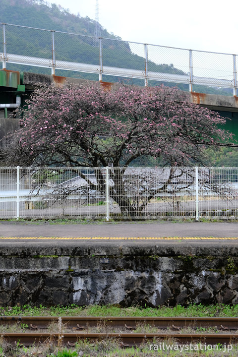 高山本線・上麻生駅、まだ咲いていない桜